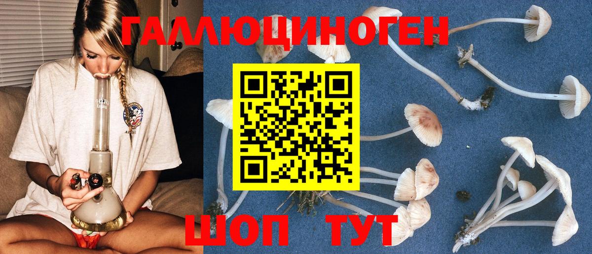 Галлюциногенные грибы Psilocybine cubensis Шатура
